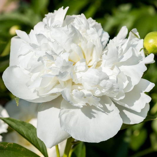 White Peony