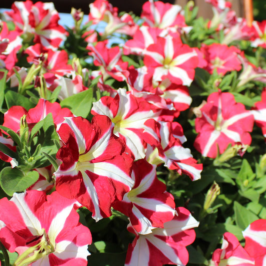 Petunia Amore King of Hearts Basket Plants