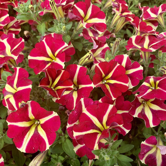 Petunia Amore Queen of Hearts Basket Plants