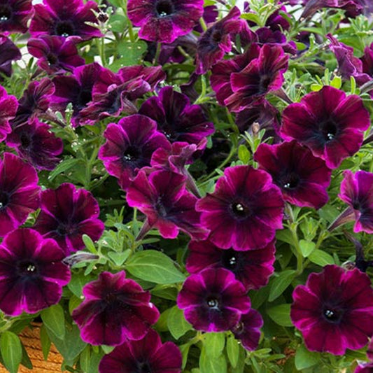Petunia Johnny Flame Basket Plants
