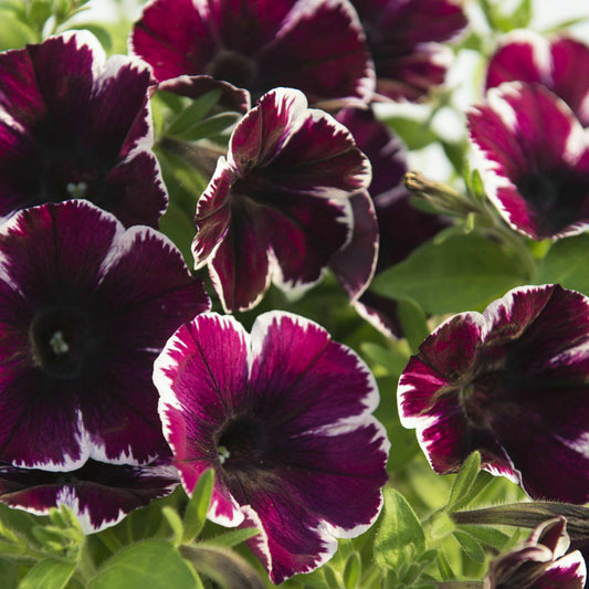 Petunia Miss Marvelous Basket Plants