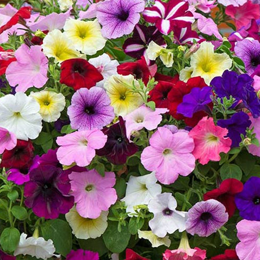 Petunia Mixed Basket Plants