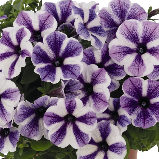 Petunia Starfish Basket Plants