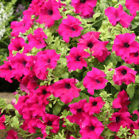 Petunia Surfinia Purple Basket Plants