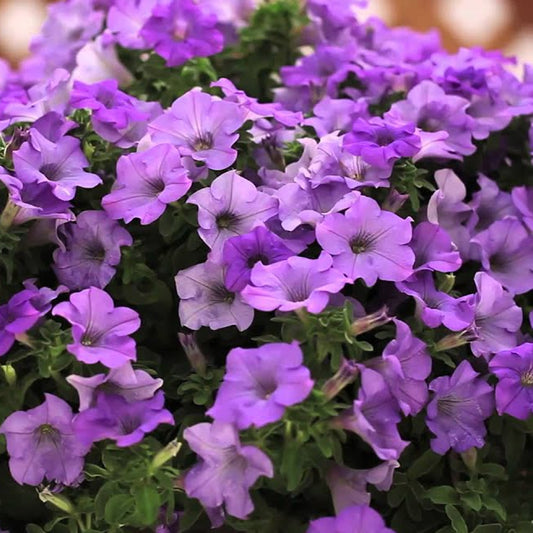 Petunia Surfinia Heavenly Blue Basket Plants
