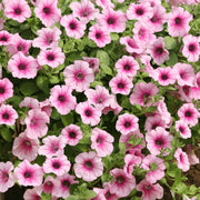 Petunia Surfinia Pink Basket Plants