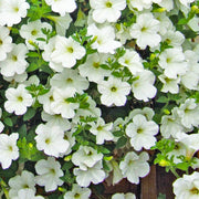 Petunia Surfinia White Basket Plants