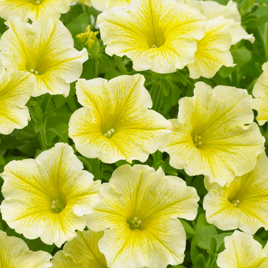 Petunia Surfinia Yellow Basket Plants