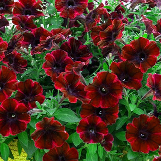 Petunia Suzie Storm Basket Plants