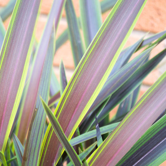 Phormium 'Liquorice and Lime'