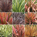 Phormium Mix
