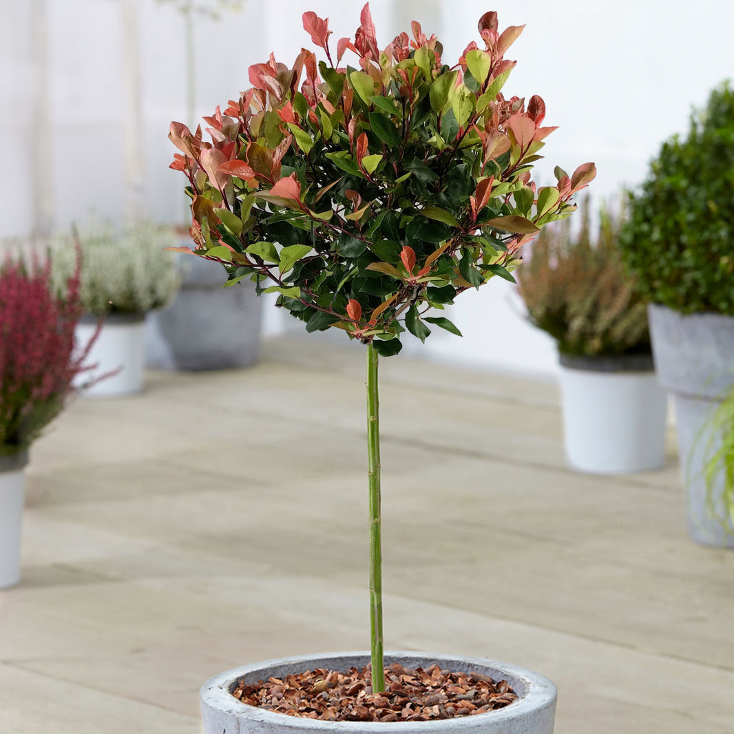 Red Trees | Red Leaved Trees | Gardeners Dream