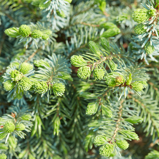 Picea 'Nidiformis'