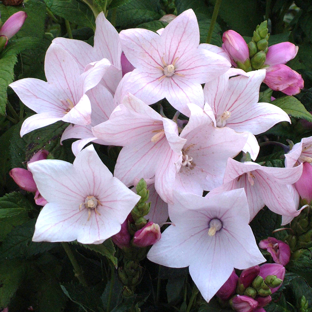 Platycodon 'Pink' | Balloon Flower – Gardeners Dream
