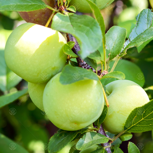 Plum 'Old Greengage'