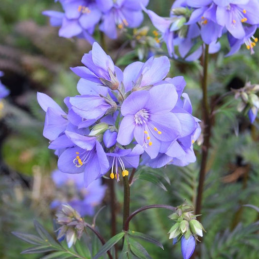 Polemonium 'Bressingham Purple'