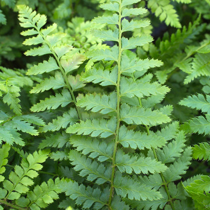 Polystichum braunii | Braun's Holly Fern – Gardeners Dream