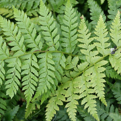 Polystichum braunii | Braun's Holly Fern – Gardeners Dream