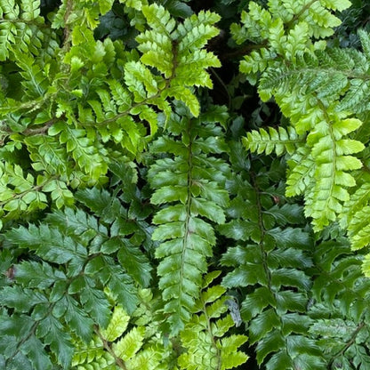 Polystichum Polyblepharum