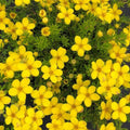 Potentilla 'Bella Lindsey'