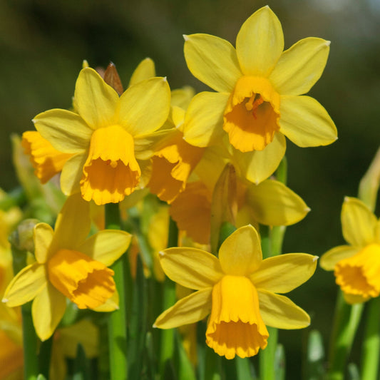 Narcissus 'Tete a Tete' Bedding Plants