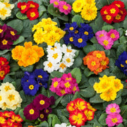 Primrose Mixed Bedding Plants