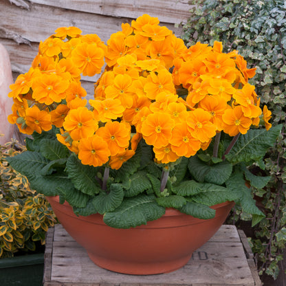 Primrose Orange Bedding Plants | Common Primrose – Gardeners Dream