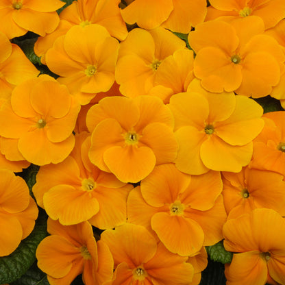 Primrose Orange Bedding Plants | Common Primrose – Gardeners Dream