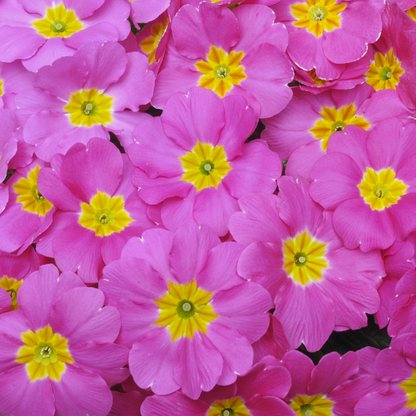Primrose Pink Bedding Plants | Common Primrose – Gardeners Dream