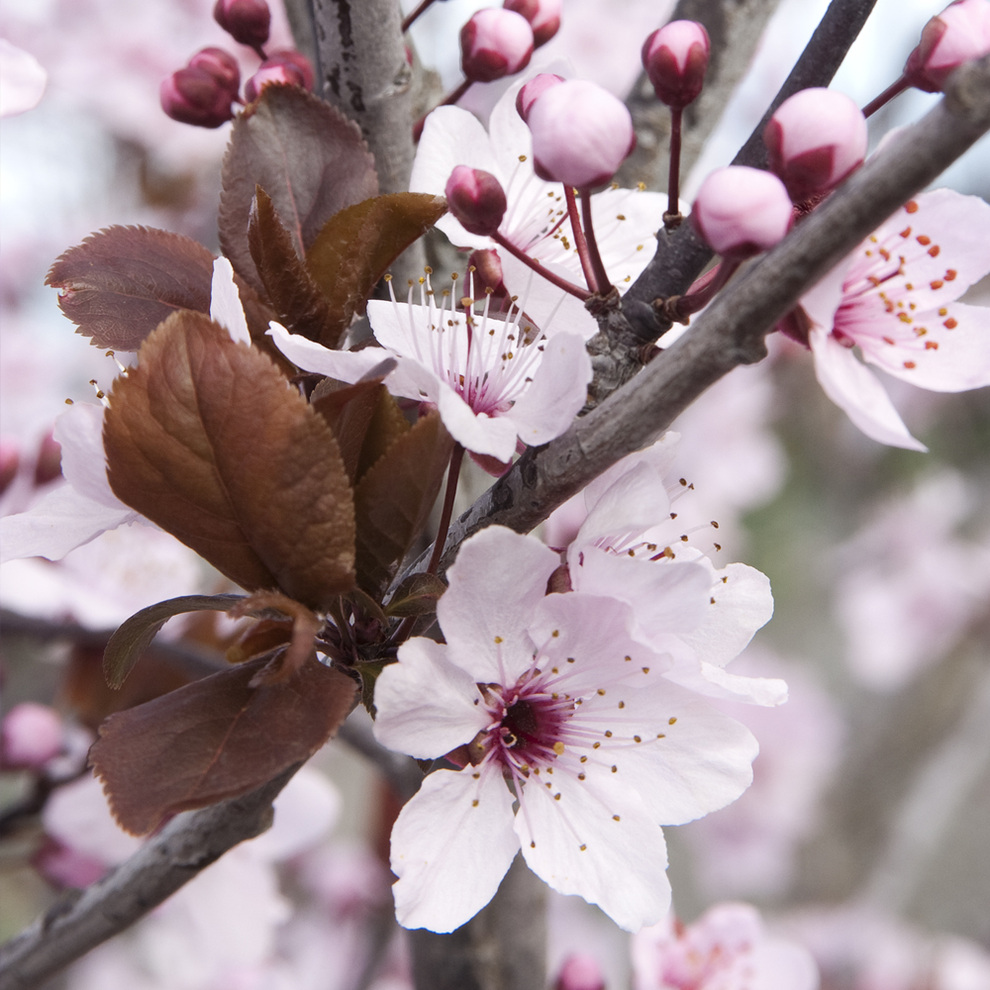 Prunus 'Princess' | Cherry Plum Tree – Gardeners Dream