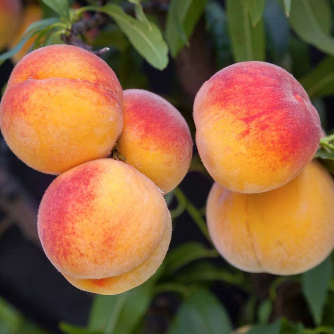 Peach 'Suncrest' Patio Tree | Peach Tree – Gardeners Dream