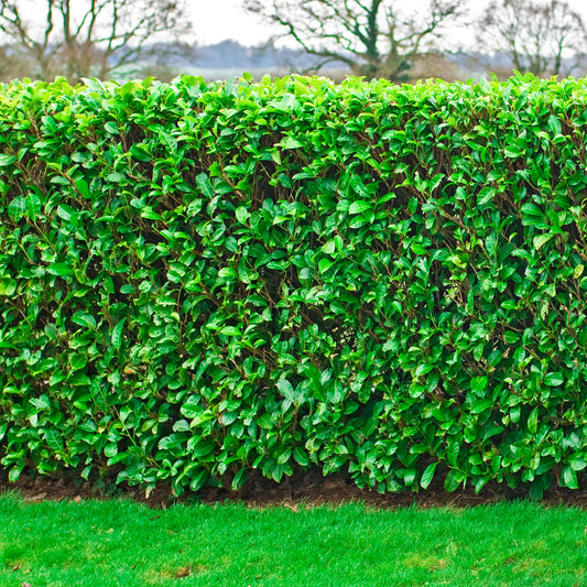 Cherry Laurel Bare Root Hedge