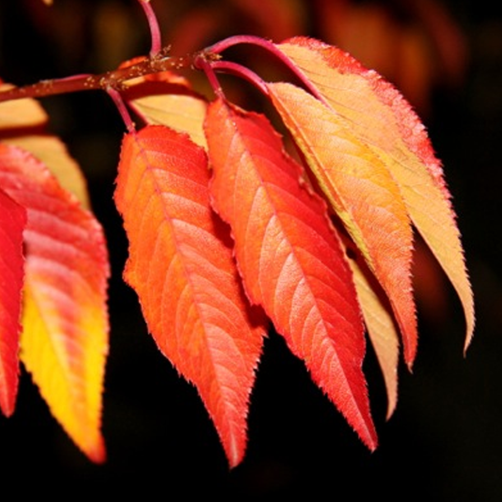 Prunus 'Royal Flame' | Flowering Cherry Blossom Tree – Gardeners Dream