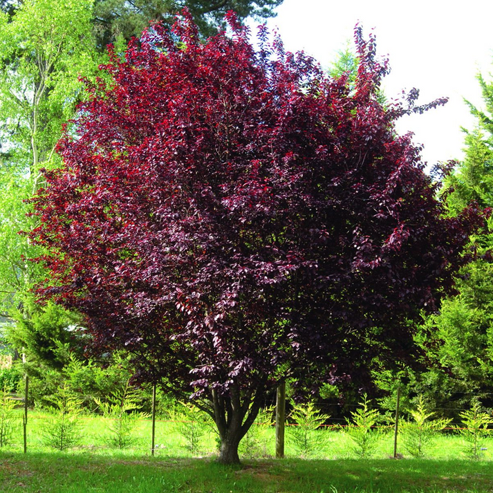 Prunus Pissardii Nigra Black Cherry Plum Tree Gardeners Dream prunus-pissardii-nigra-black-cherry-plum-tree-gardeners-dream