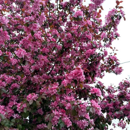Prunus Spring Glow Rhs Prunus 'Spring Glow' | Purple-Leaved Plum Tree – Gardeners Dream
