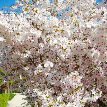 Prunus 'The Bride' | Cherry Tree – Gardeners Dream