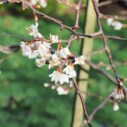 Prunus 'The Bride' | Cherry Tree – Gardeners Dream