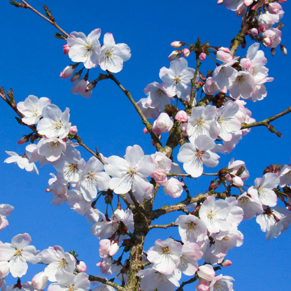 Prunus 'The Bride' | Cherry Tree – Gardeners Dream