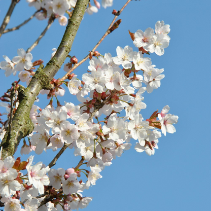 Prunus 'Spire' | Japanese Cherry Tree – Gardeners Dream