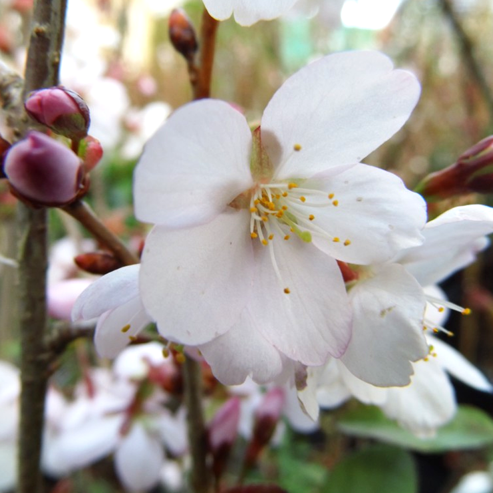 Prunus 'Spire' | Japanese Cherry Tree – Gardeners Dream