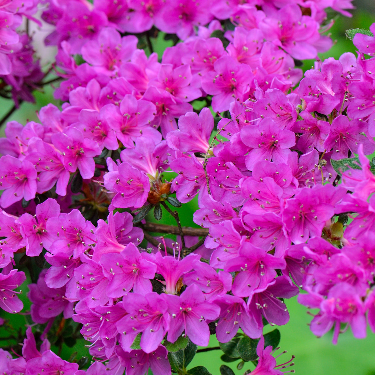 Azalea 'Purple' | Japanese Azalea – Gardeners Dream