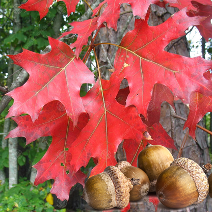 Quercus rubra | Red Oak Tree – Gardeners Dream