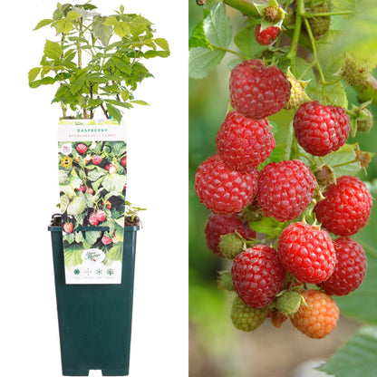 Raspberry 'Bonbonberry Yummy' | Raspberry – Gardeners Dream