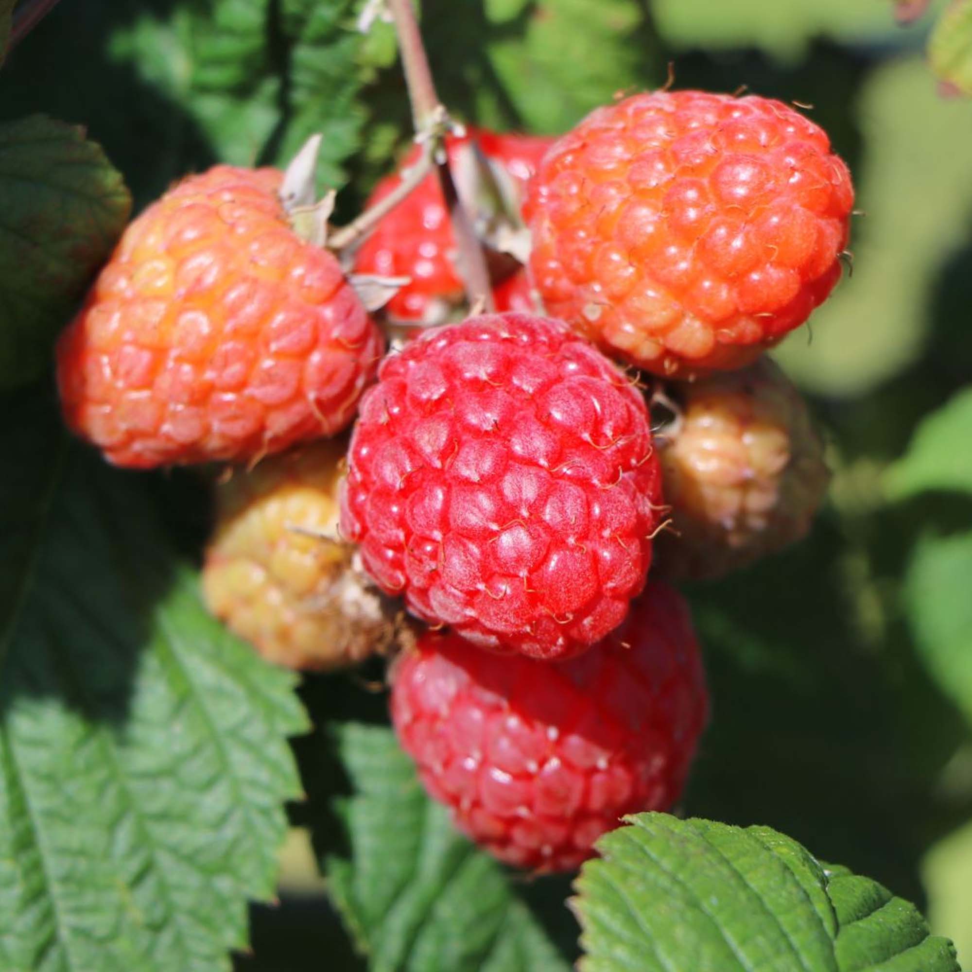 Berry Monkey Raspberry Raspberry 'Bonbonberry Yummy' | Raspberry – Gardeners Dream