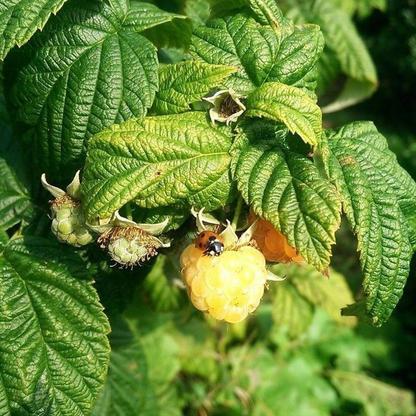 Raspberry 'Autumn Gold' | Raspberry – Gardeners Dream