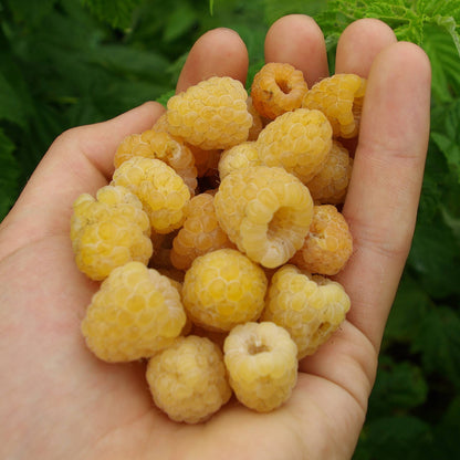 Raspberry 'All Gold' | Raspberry – Gardeners Dream