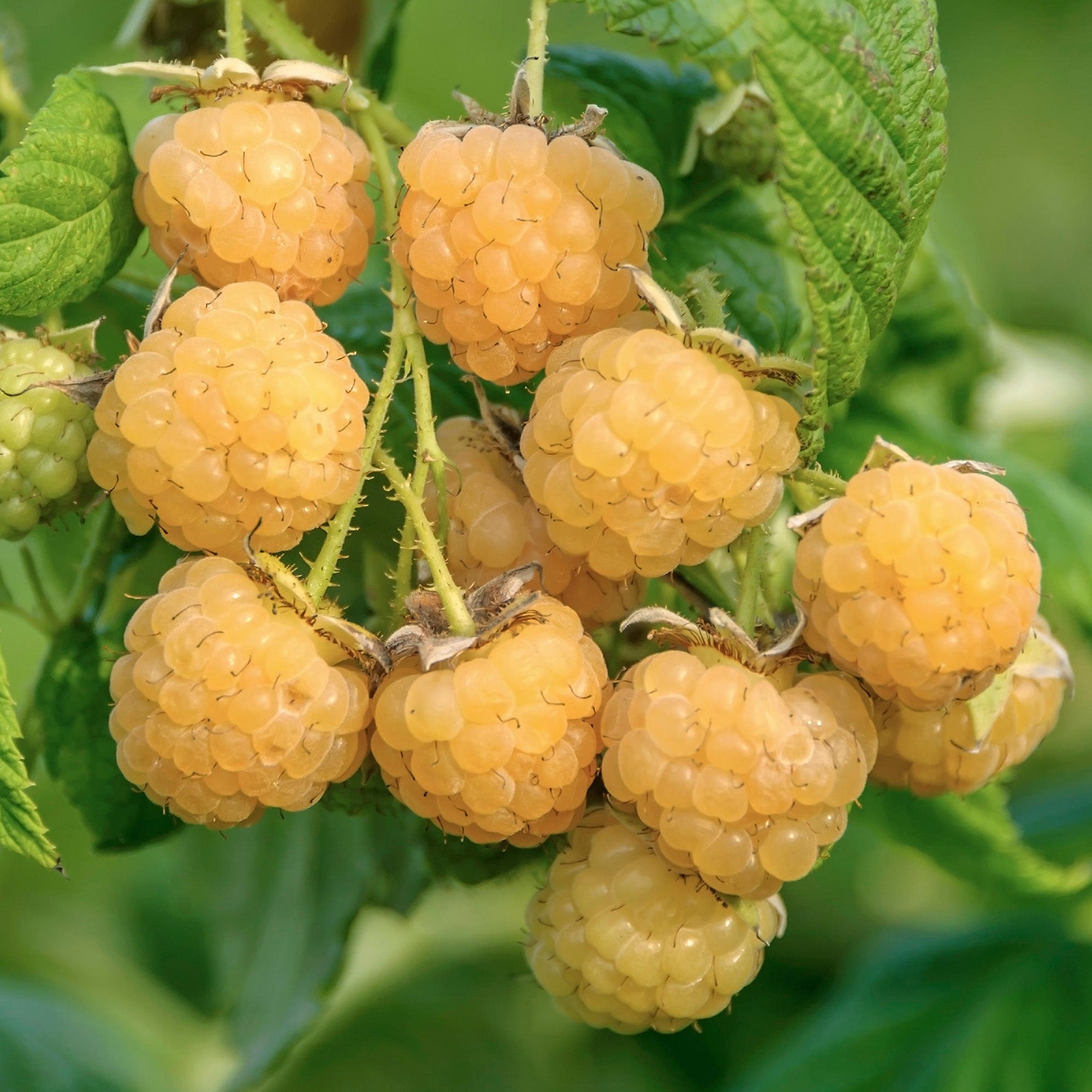 Raspberry 'All Gold' | Raspberry – Gardeners Dream