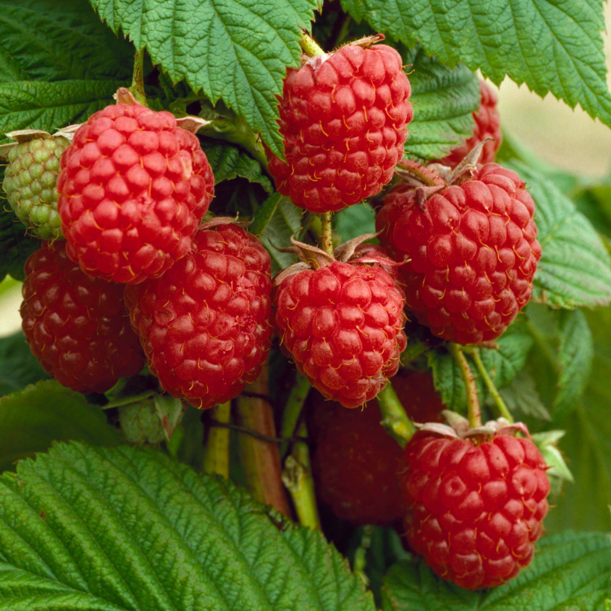 Raspberry 'Autumn Bliss' | Raspberry – Gardeners Dream