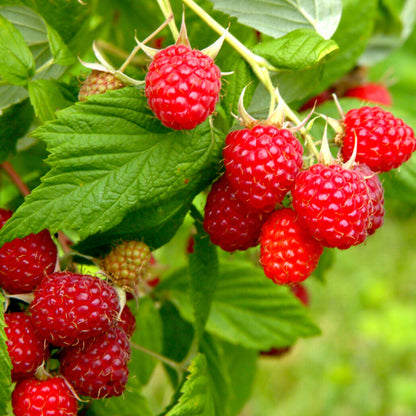 Raspberry 'Autumn Bliss' | Raspberry – Gardeners Dream