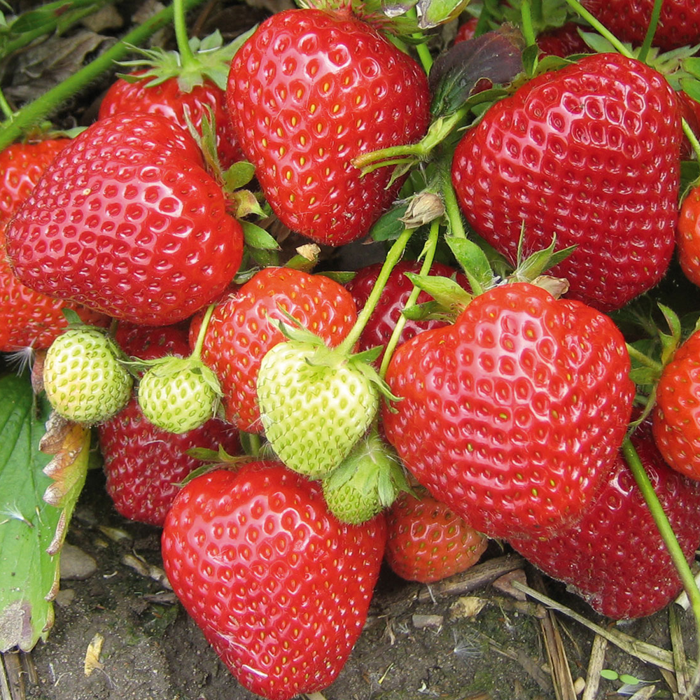 Strawberry 'Red Gauntlet' | Strawberry – Gardeners Dream